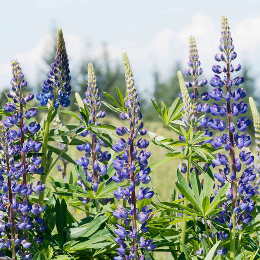 Lupine ‘Russell Blue’ (x3) - Bakker