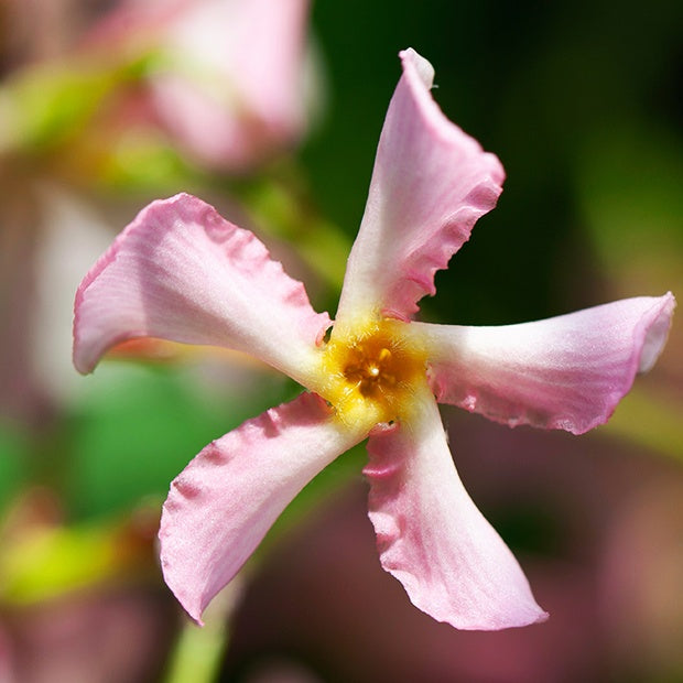 Sternjasmin - Trachelospermum - Sternjasmin rosa und weiß (x2) - Trachelospermum jasminoides