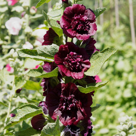 Stockrose gefüllt kastanienbraun - Bakker