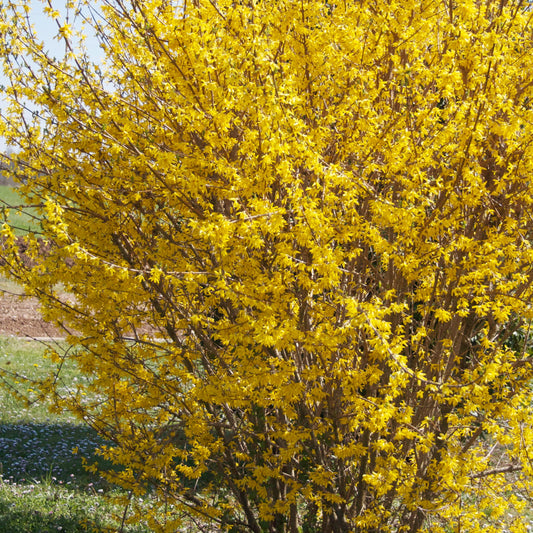 Forsythie ‘Marée d’Or®’ - Bakker