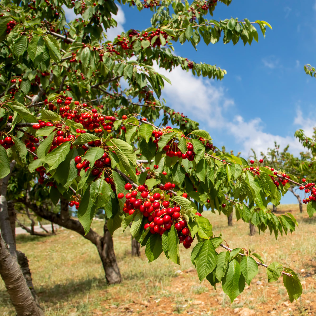 Kirschbaum Taubenherz - Bakker