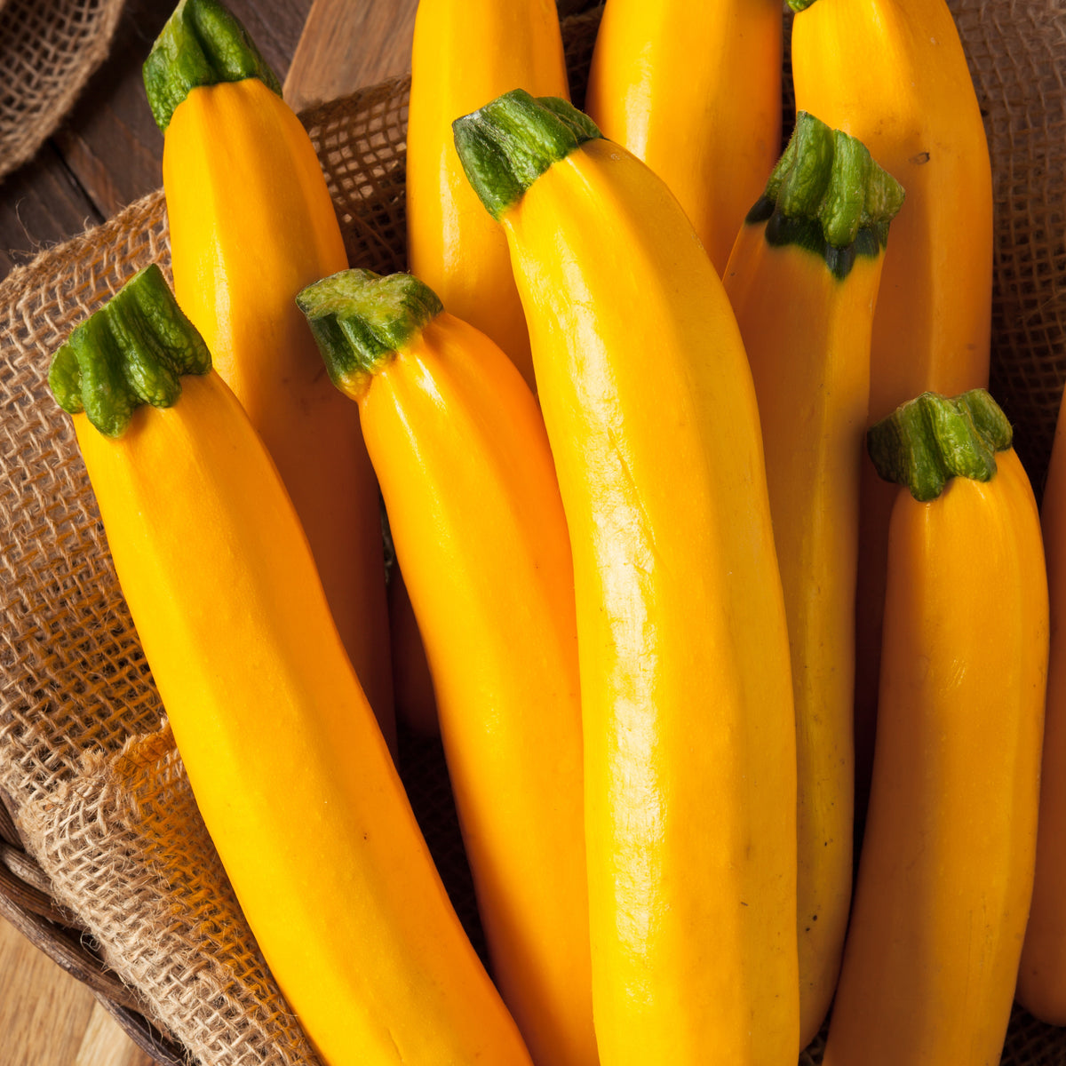 Zucchini Lingodor F1 - Bakker