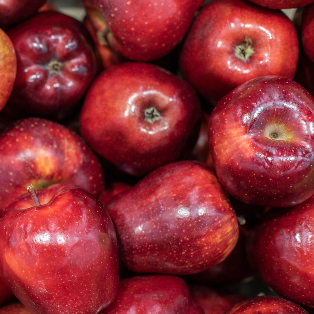 Apfelbaum Red Chief - Bakker