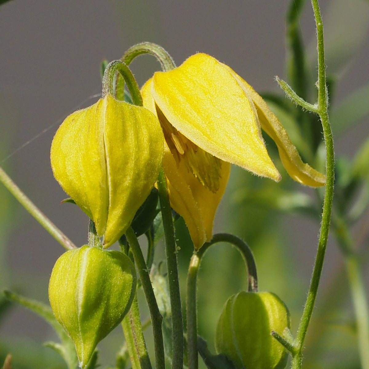 Waldrebe Little Lemons ® - Bakker