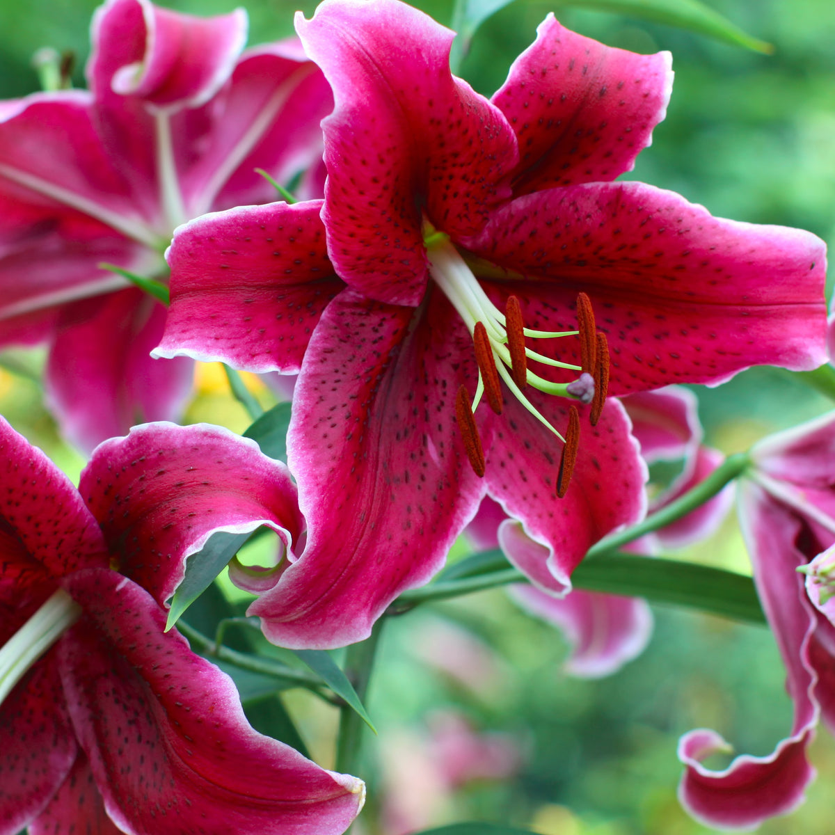 Orientalische Lilien Corvara (x3) - Bakker