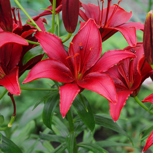 Asiatische Lilie Red County (x2) - Bakker