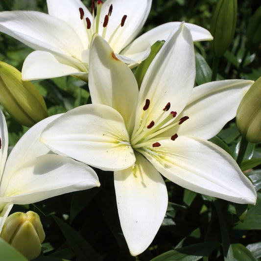 Asiatische Lilie Kent (x2) - Bakker