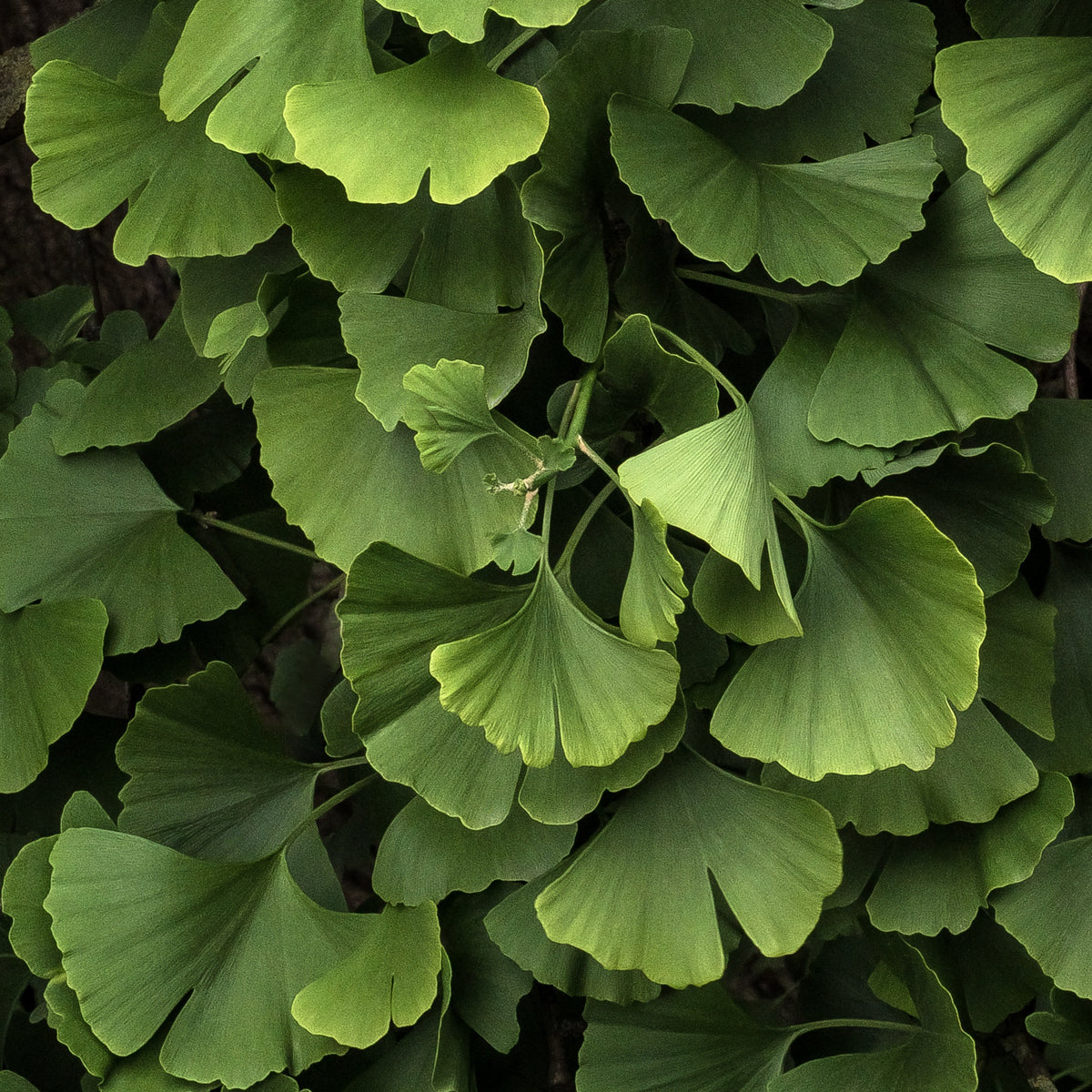 Bäume - Ginkgo biloba 'Blagon' - Ginkgo biloba blagon