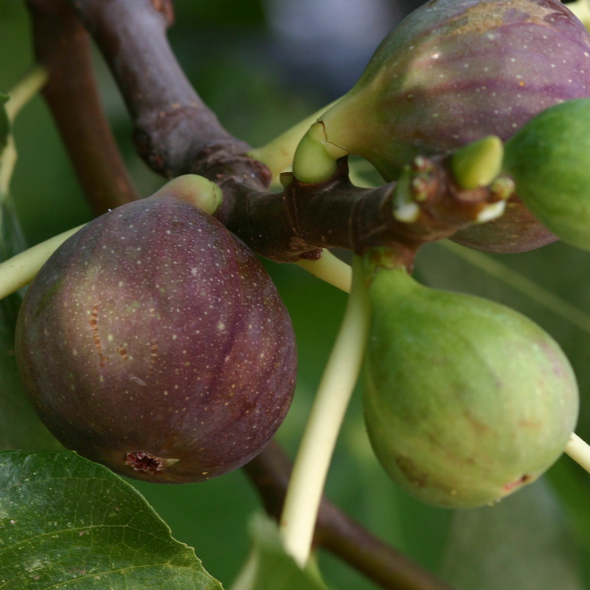 Feigenbaum Violette de Solliès - Ficus carica sollies - Bakker