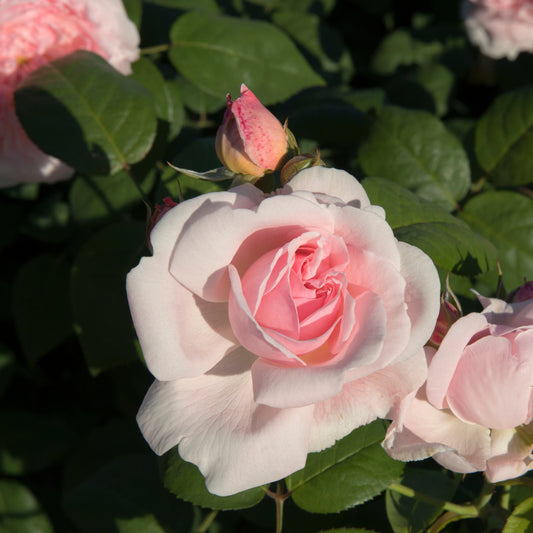 Buschrose rosa - Bakker