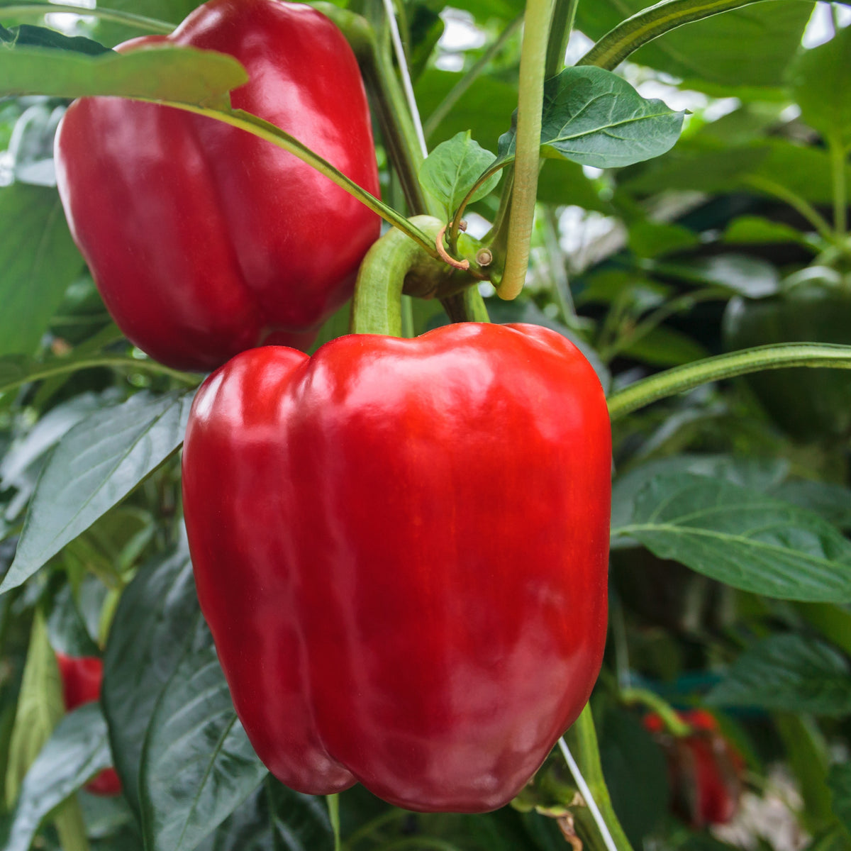 Paprika Sonar F1 Pflanzen - Bakker