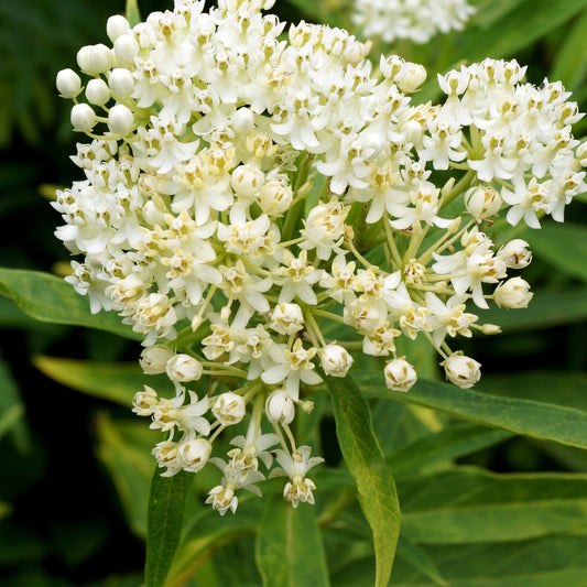 Seidenpflanze ‘Ice Ballet’ (x3) - Bakker