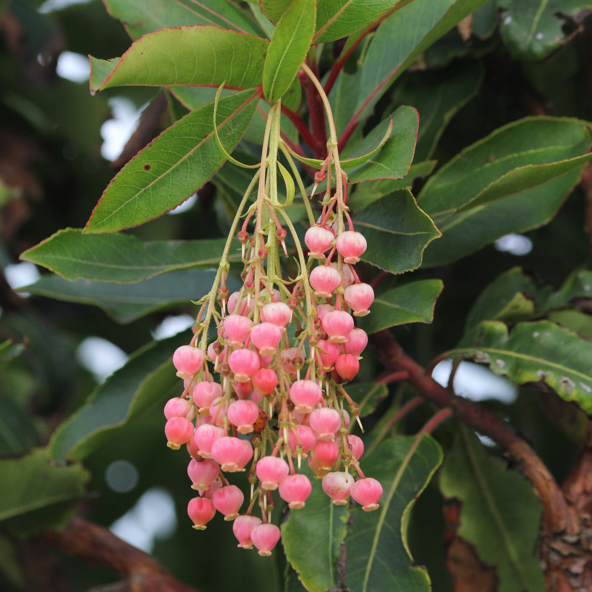 Erdbeerbaum Rubra - Arbutus unedo 'rubra' - Bakker