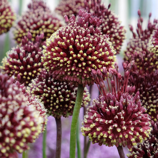Zierlauch 'Red Mohican' (x2) - Bakker