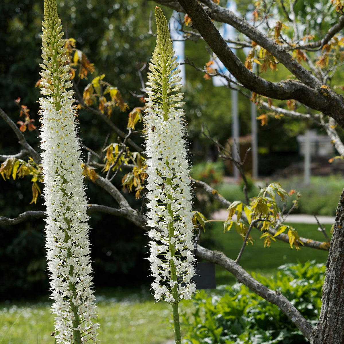 Steppenlilie White Romance - Bakker