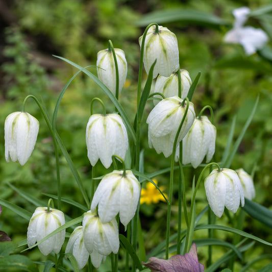 Schachblume 'Unicolor Alba' (x10) - Bakker
