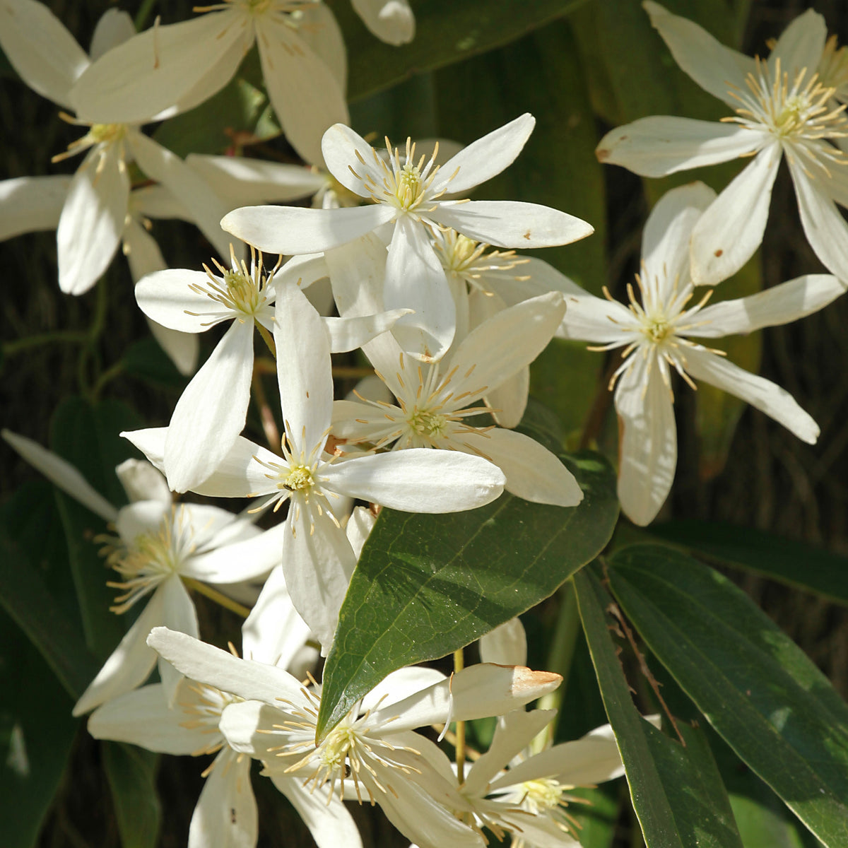 Waldrebe Little White Charm - Bakker