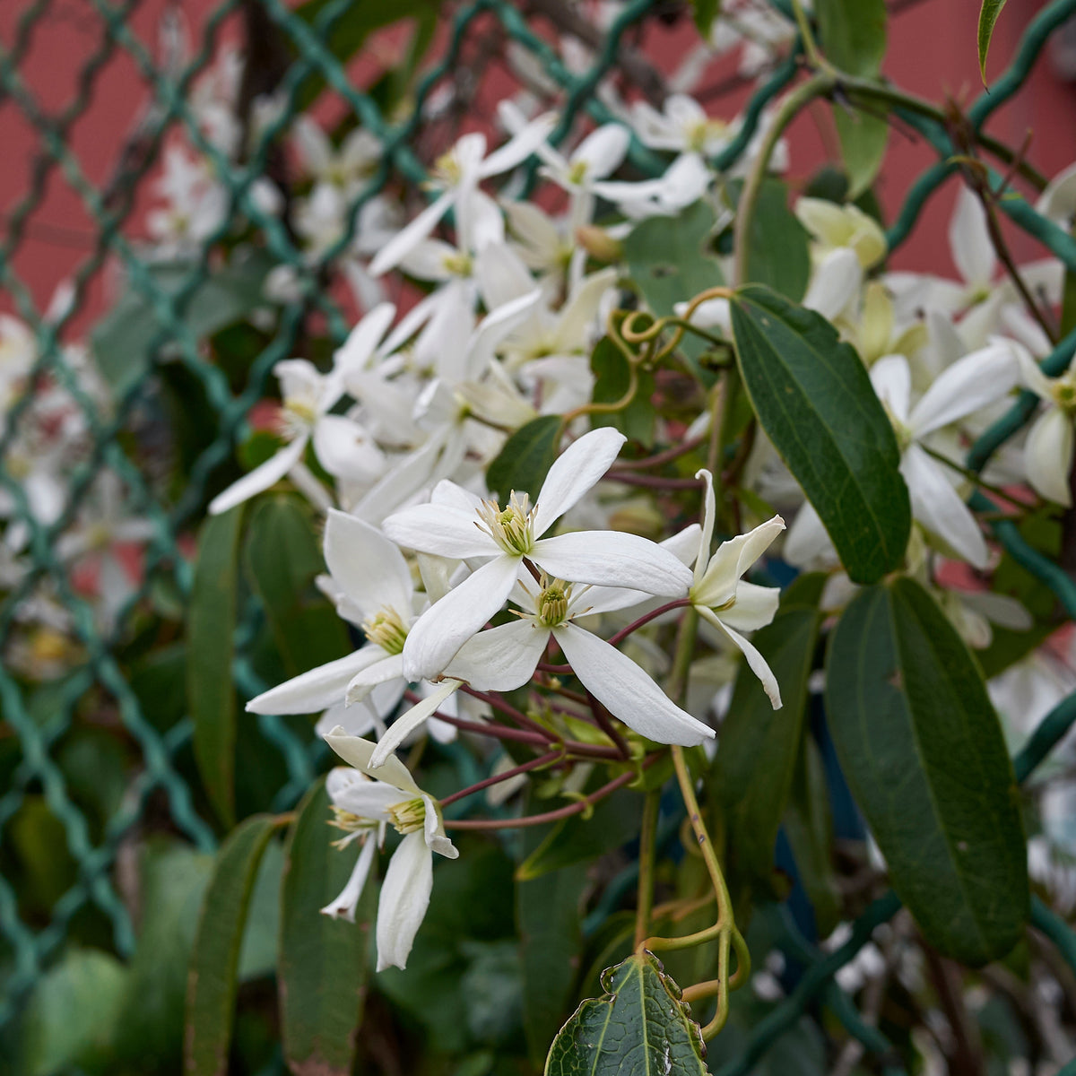 Waldrebe Little White Charm - Clematis armandii 'little white charm' - Bakker