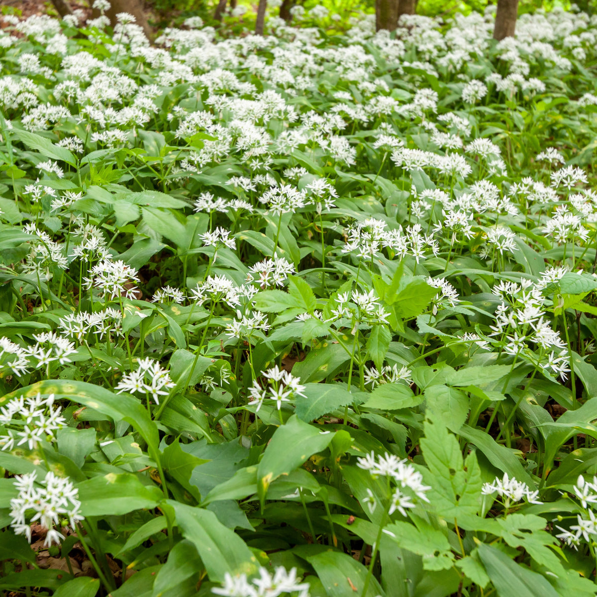 Allium ursinum - Bärlauch - Artischocke