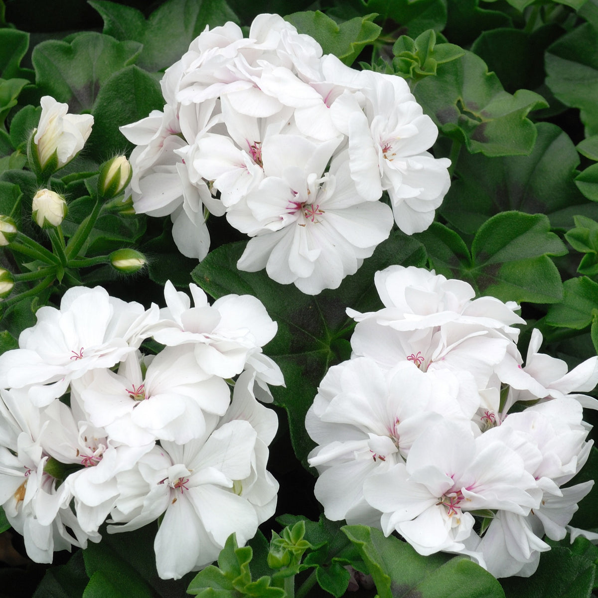 Pelargonium zonale - Beetgeranien (rot, weiß, Dark Lilac) (x6) - Geranien - Pelargonien