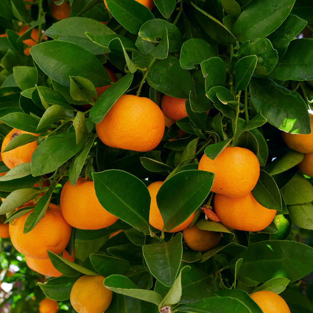 Calamondin - Bakker