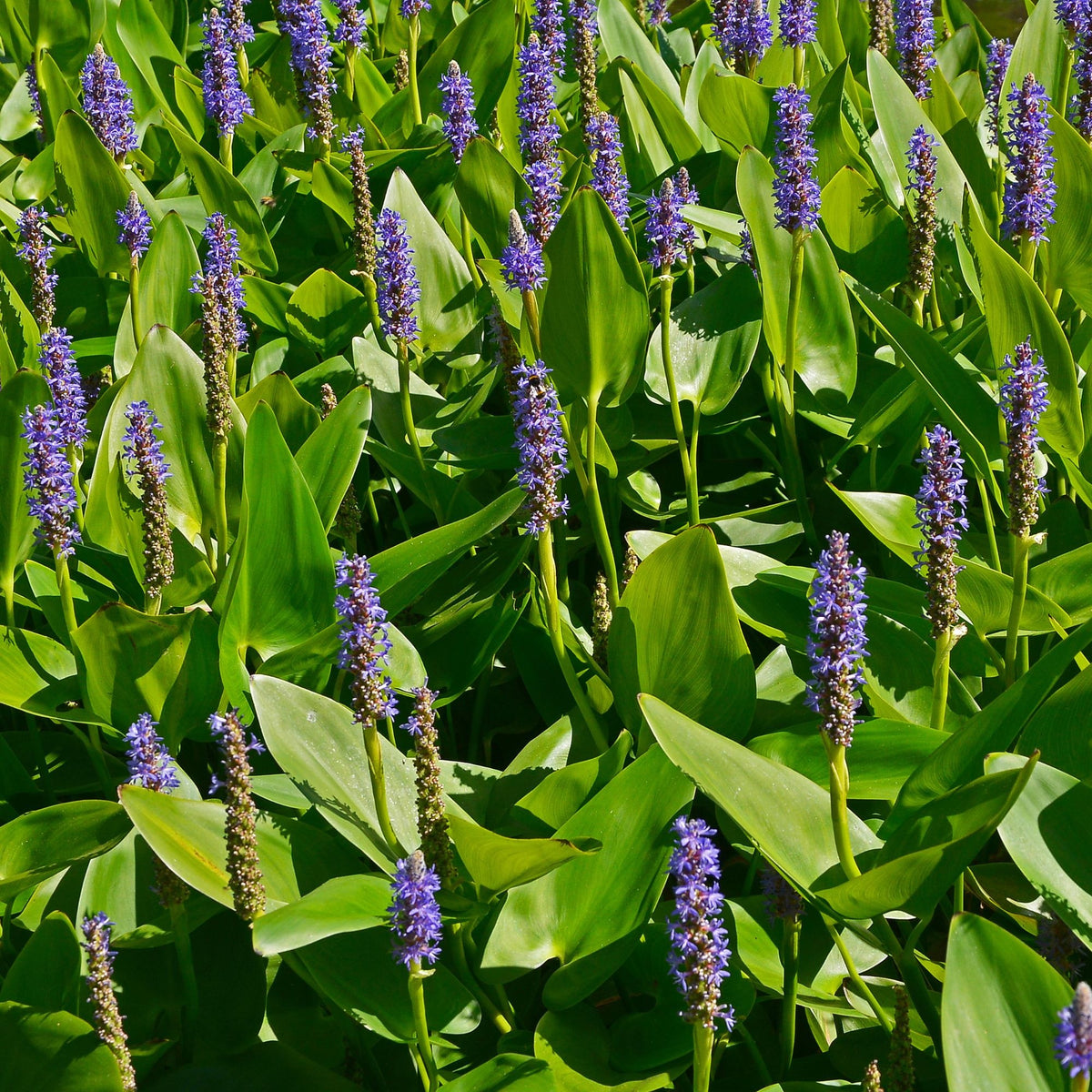 Pontederia cordata - Hechtkraut - Alle Teichpflanzen