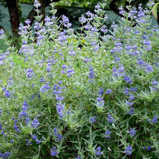 Spiraea - Bartblume 'Heavenly Blue' - Caryopteris clandonensis Heavenly Blue