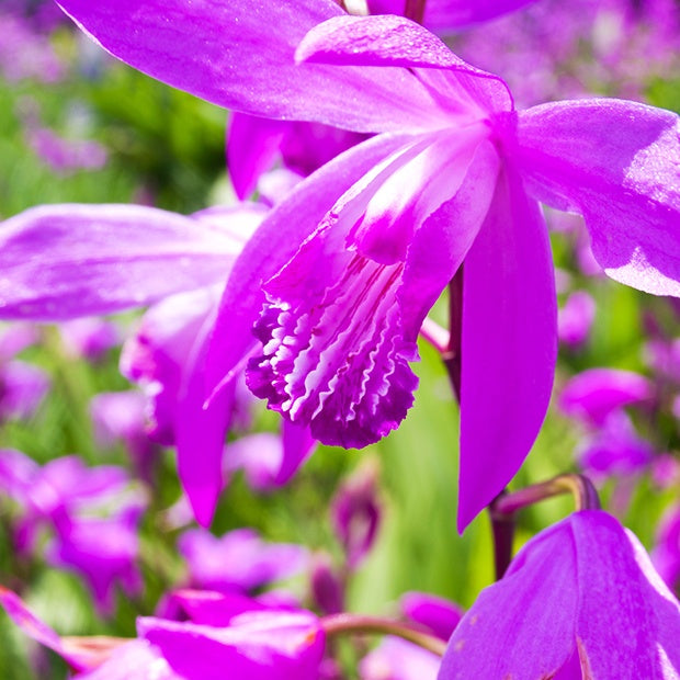 Gartenorchidee Bletilla (x2) - Bletilla striata - Bakker