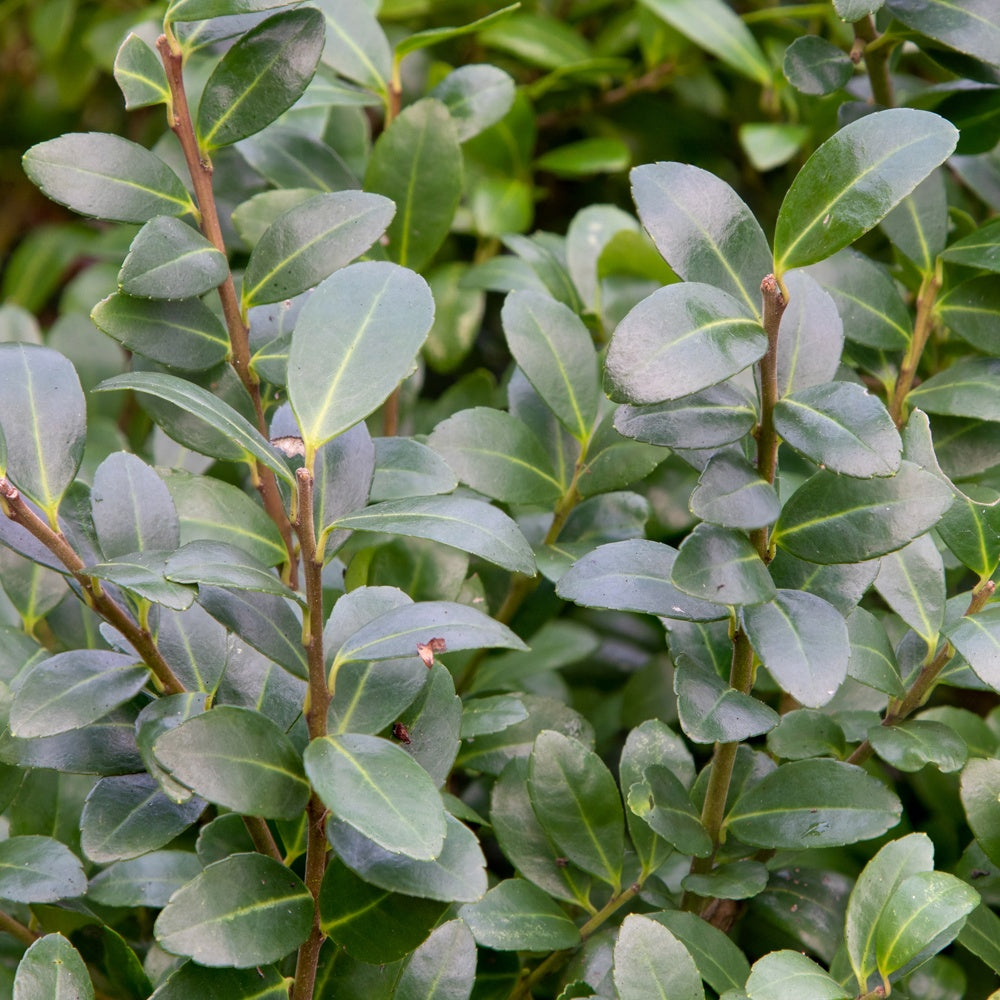 Ilex crenata 'caroline upright' - Japanische Stechpalme 'Caroline Upright' - Blühende Sträucher