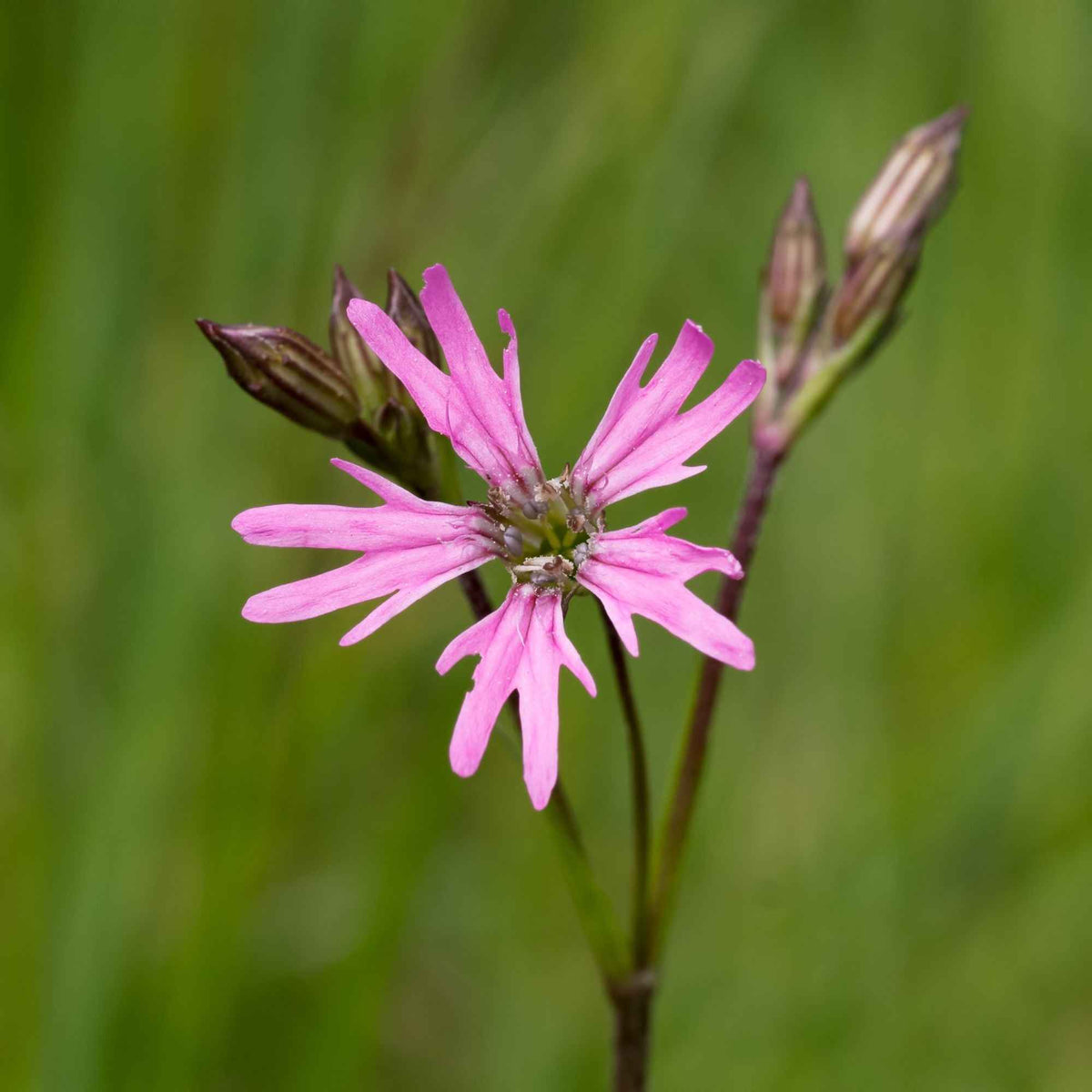 Kuckucks-Lichtnelke (x3) - Lychnis flos-cuculi - Bakker