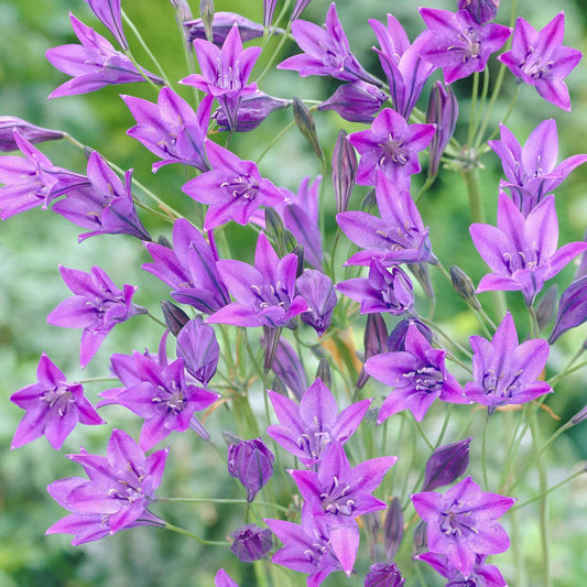 Triteleie 'Queen Fabiola' (x100) - Bakker