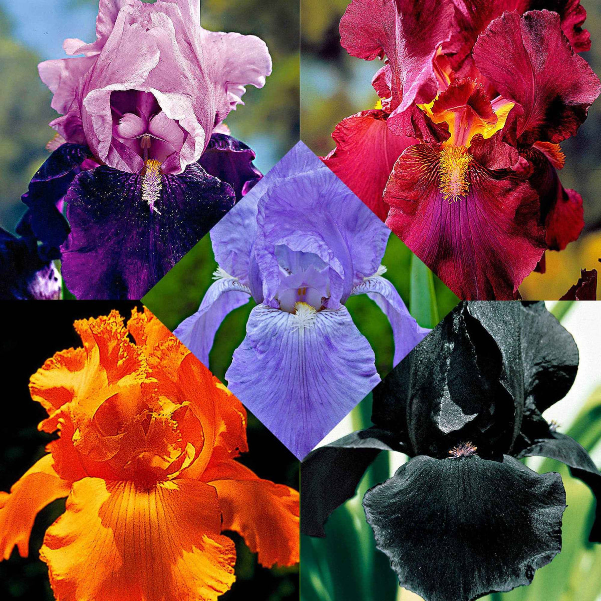 Schwertlilien Mischung 'Magic Melange' (x5) - Bakker