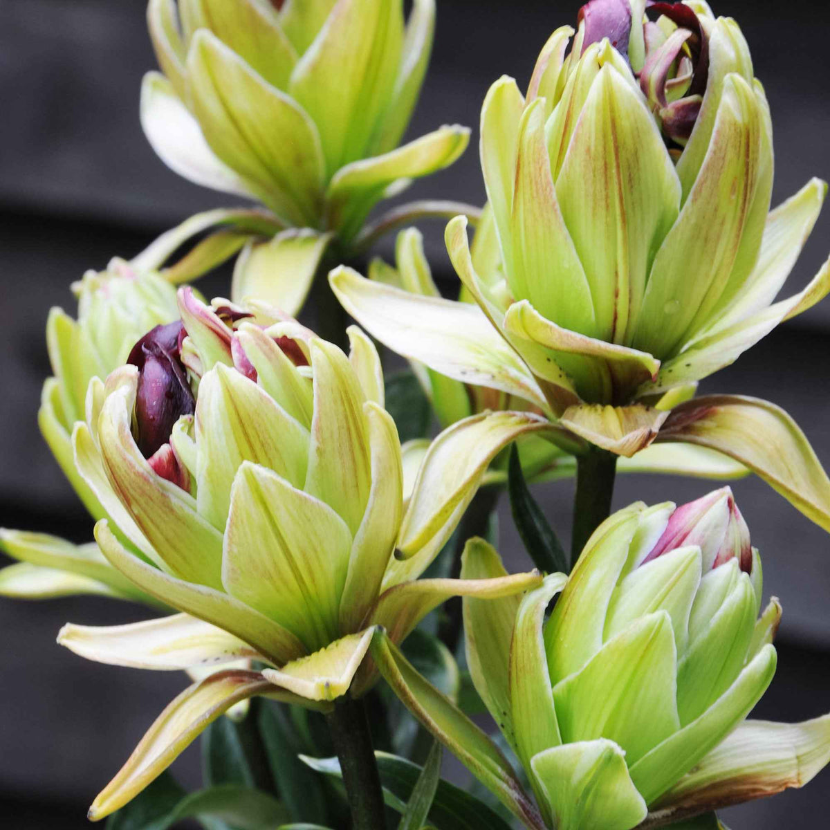 Lilie 'Mystery Dream' (x5) - Bakker