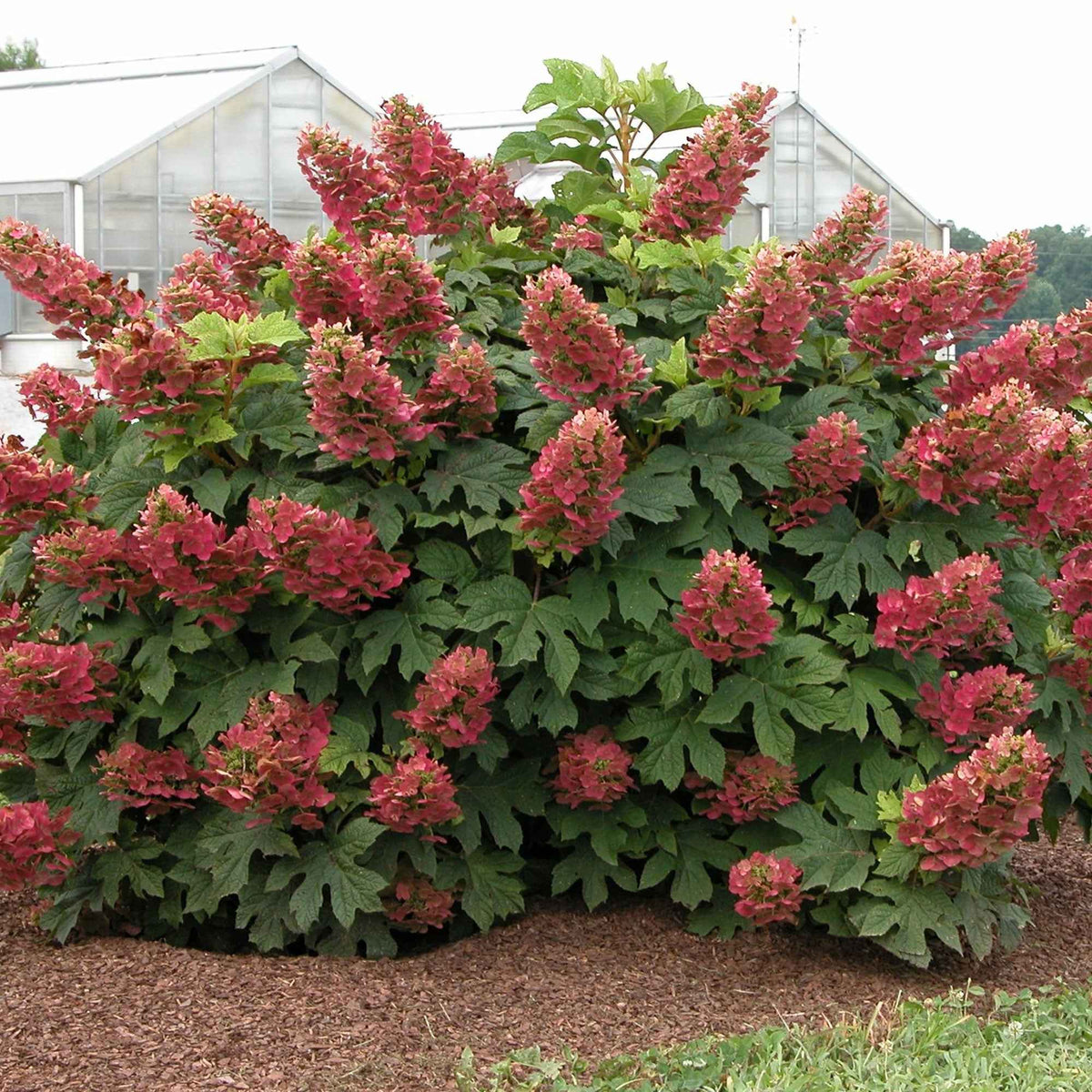 Eichenblättrige Hortensie 'Ruby Slippers'® - Bakker