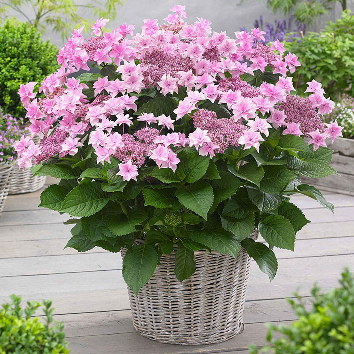 Bauernhortensie 'Doppio Rosa' - Bakker