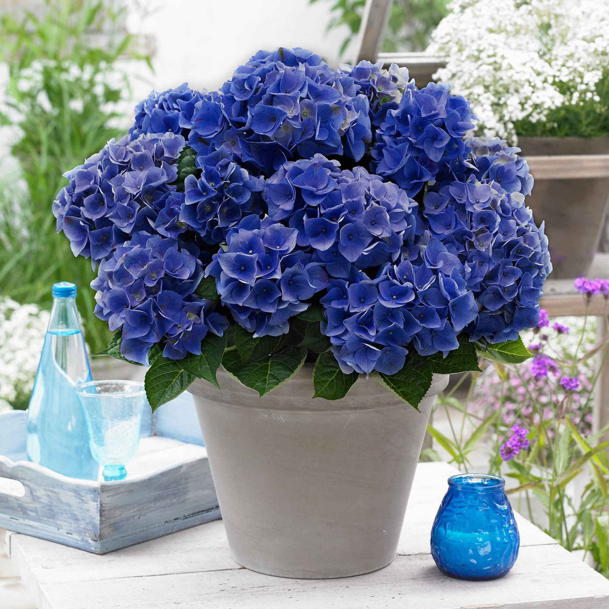 Bauernhortensie 'Blue Boogie Woogie' - Bakker