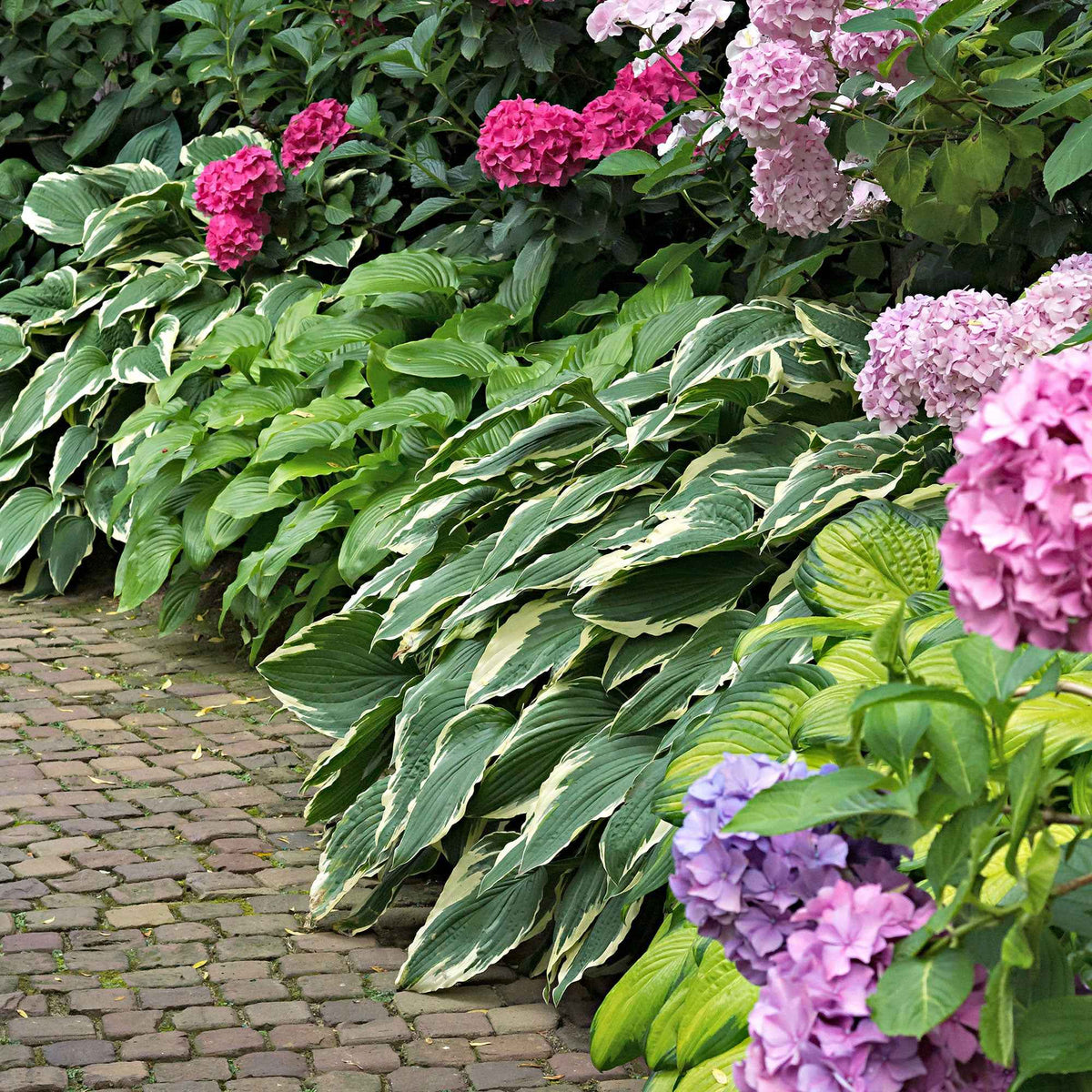Hosta 'Colourful Shadow' (x3) - Bakker