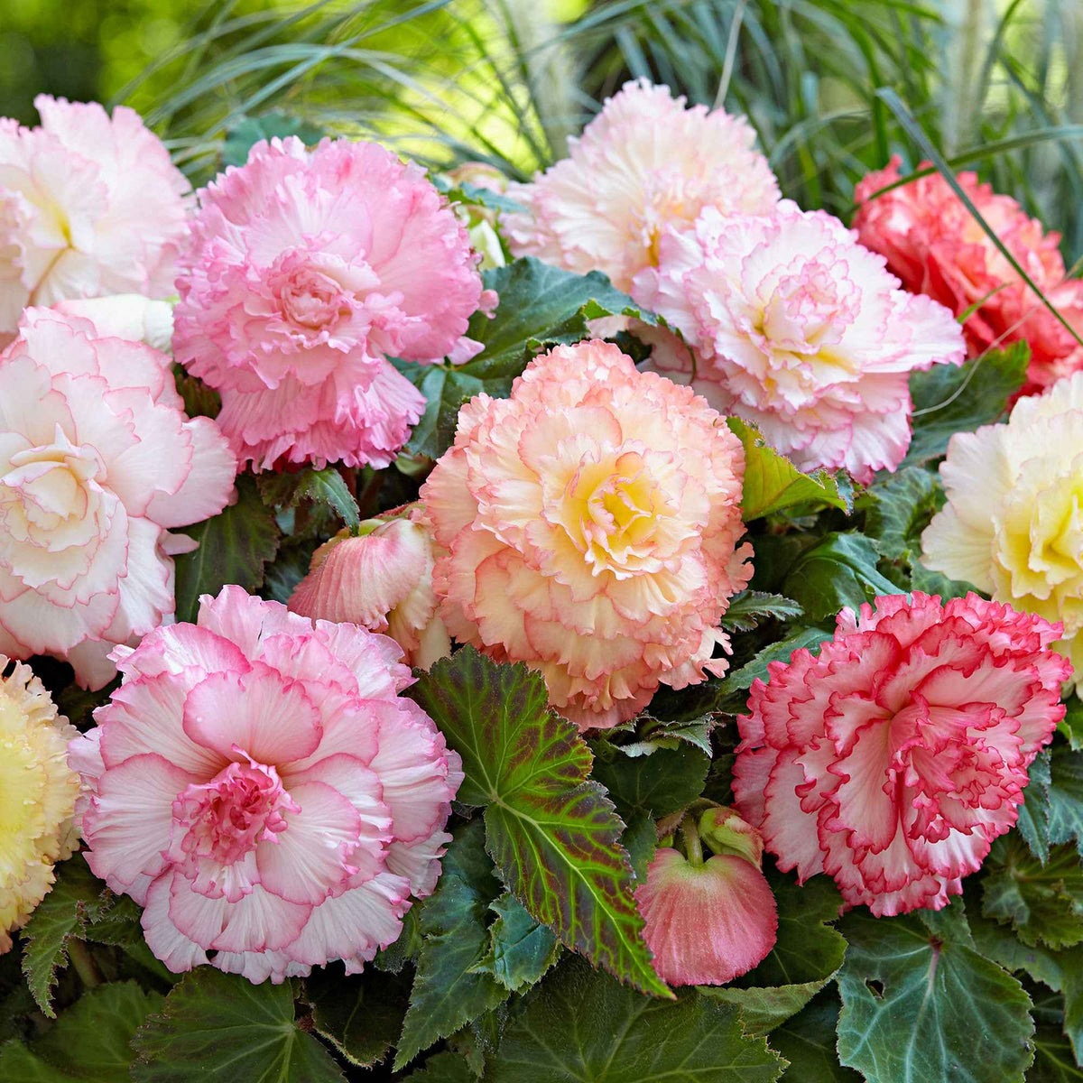 Begonien Mischung 'Samba' (x5) - Bakker