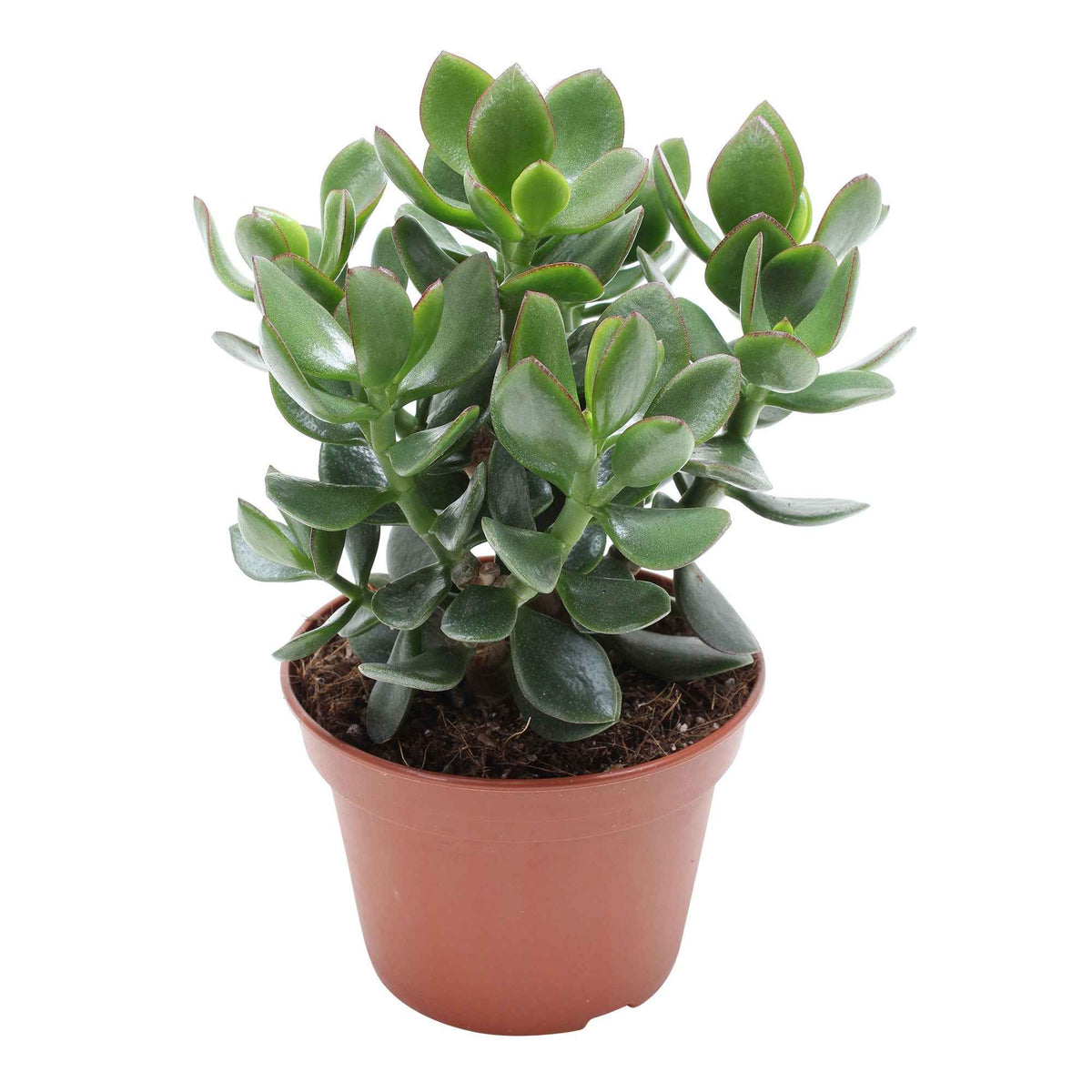 Geldbaum Crassula 'Hulk' - Bakker
