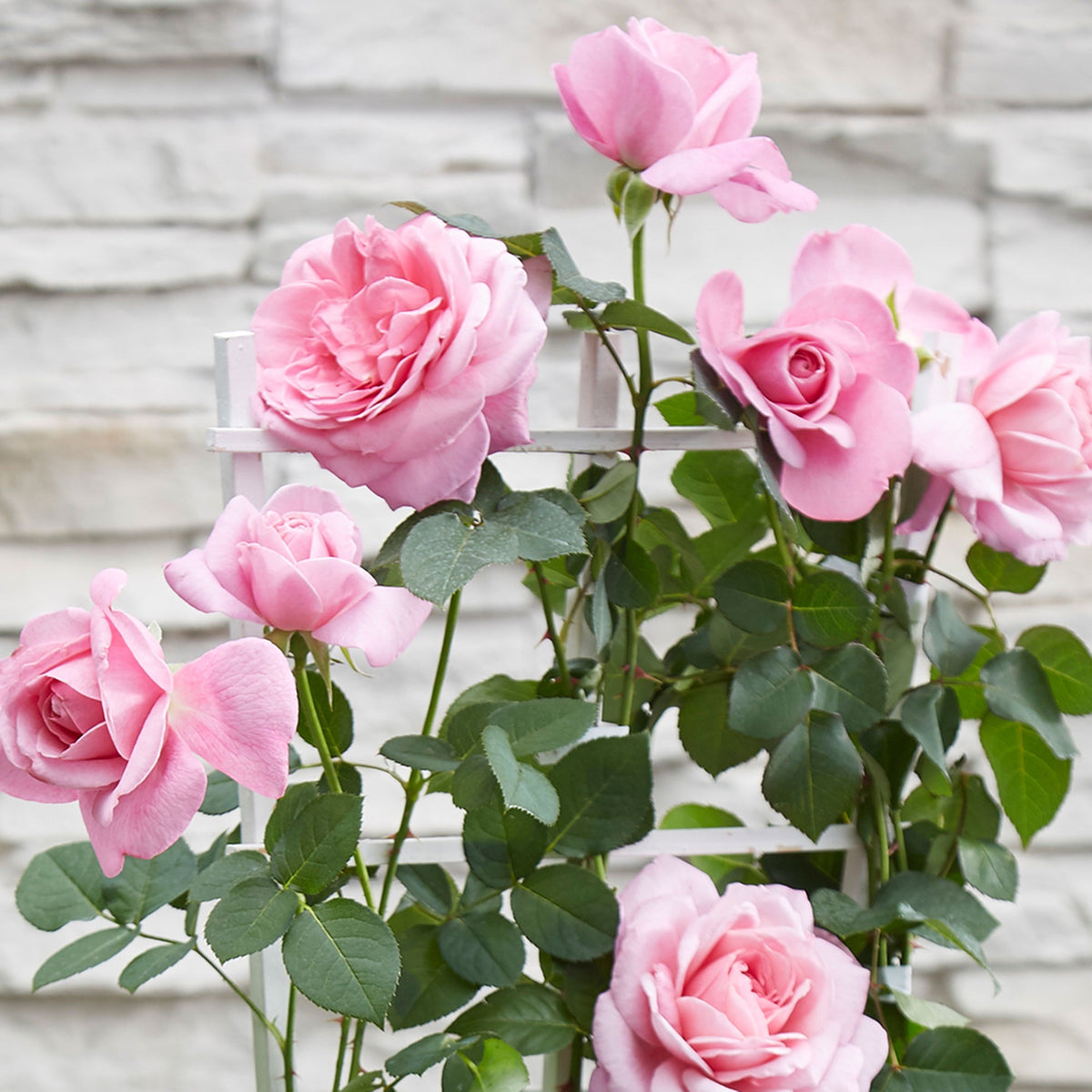 Rosa hybride - Duftende Kletterrosen Mischung (x3) - Kletterrosen