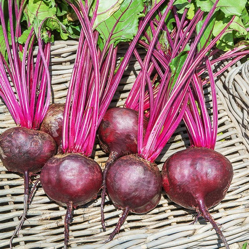 Beta - Rübe - Rote-Bete-Kollektion - Collection betteraves rouges : D'Egypte(6g), De Detroit 2 (6g), Cylin