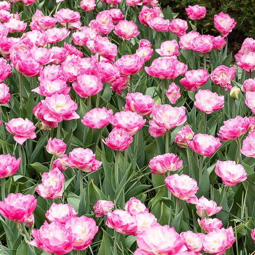 Pfingstrosen-Tulpen rosa Pompon (x10) - Bakker