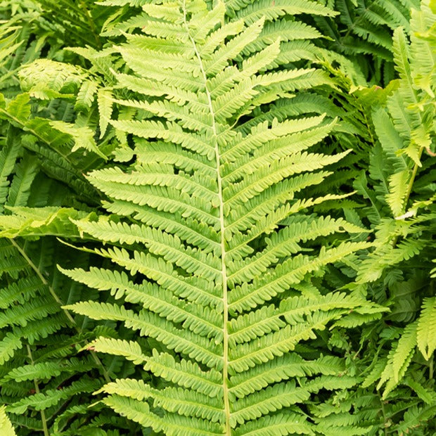 Verkauf Straußenfarn (x2) - Matteuccia struthiopteris