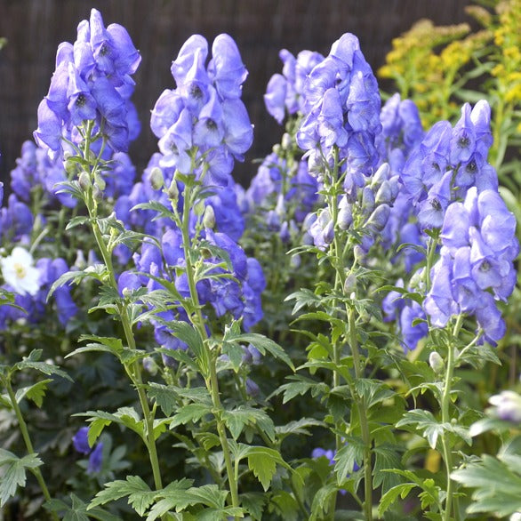 Eisenhut - Herbst-Eisenhut Arendsii - Aconitum carmichaelli Arendsii