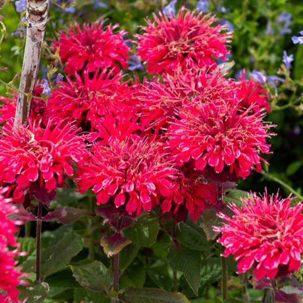 Indianernessel Bee Happy ® - Bakker