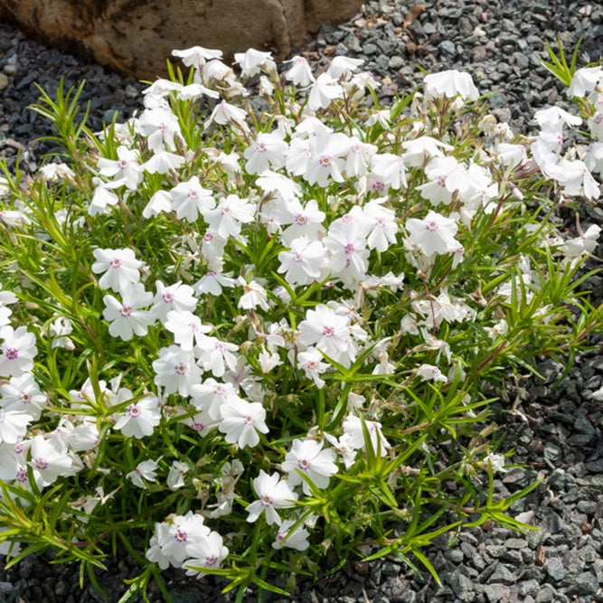 Phlox Moos Maischnee (x3) - Bakker