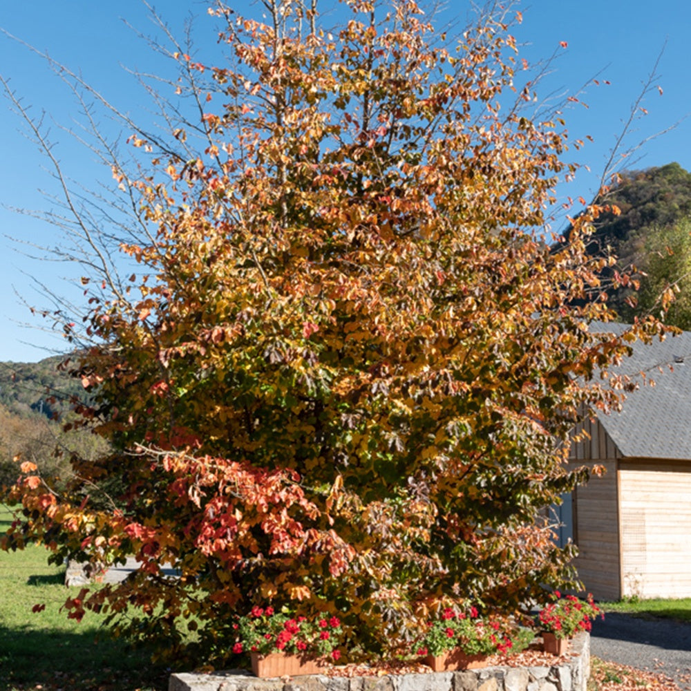 Eisenholzbaum - Bakker