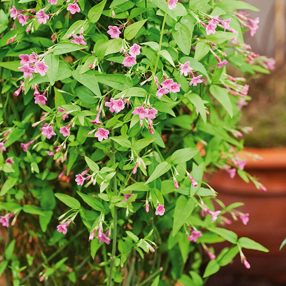 Rosa Jasmin - Bakker
