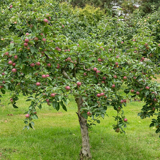 Apfelbaum Melrose - Bakker