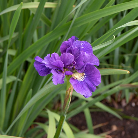 Sibirische Schwertlilie ‘Kaboom’ - Bakker